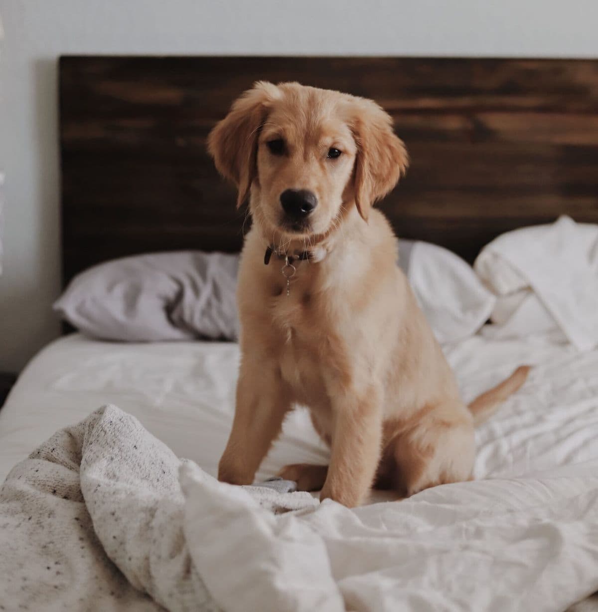 How to Get Dog Smell Out of Your House for Good