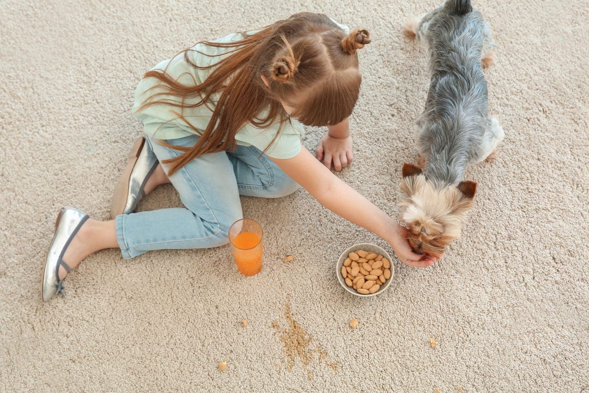 Why Pet Urine Smell Comes Back (and How to Stop It for Good)