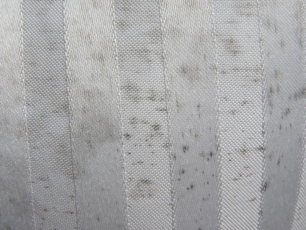 Does Pet Urine Damage Your Home? Health and Subfloor Risks
