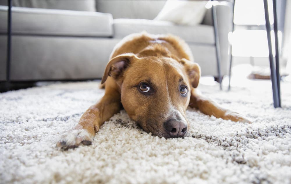 DIY vs. Professional Pet Odor Removal: What Actually Works