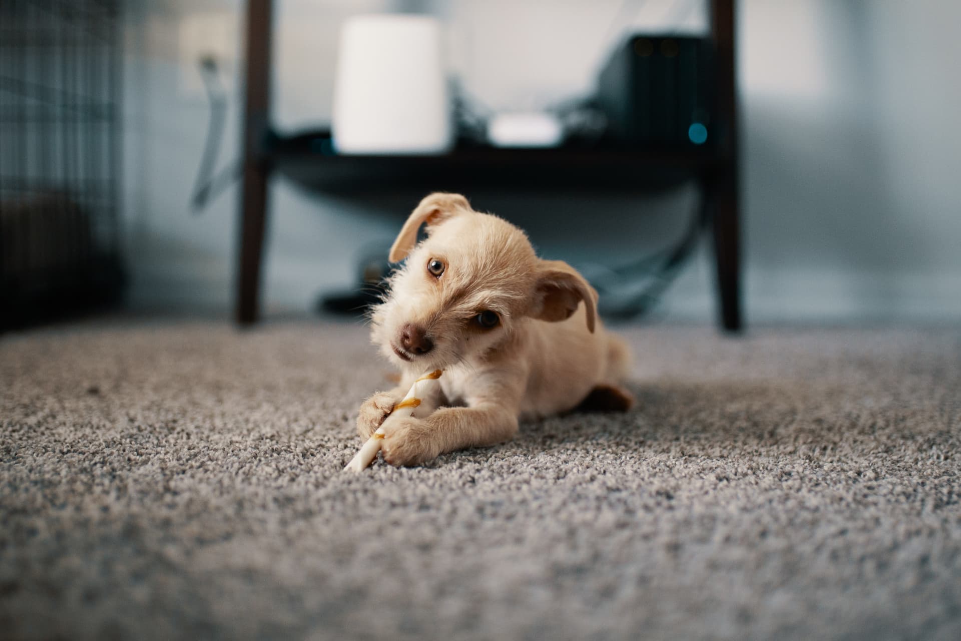 Happy dog on a freshly cleaned, odor-free carpet