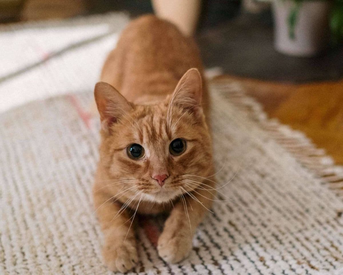 Orange tabby cat on a carpeted rug at home