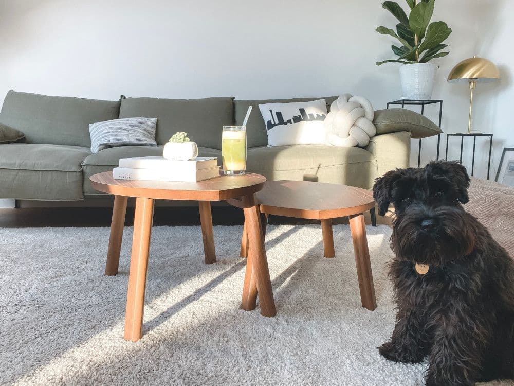 Dog sitting beside the living room couch it lies on every day