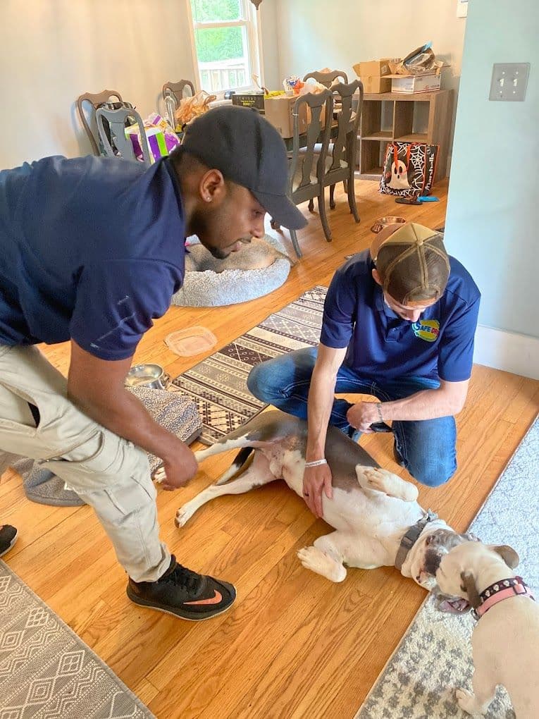 Two Safe-Dry® technicians working gently around the family dogs during a home visit